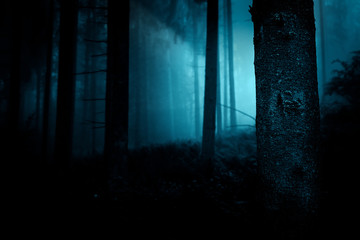 Fairytale landscape. Mysterious light in the night among tree trunks at the night spooky forest.