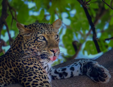 Portrait of leopard