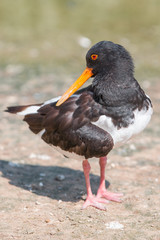 American Oystercatcher (Braunmantel-Austernfischer, Haematopus palliatus)