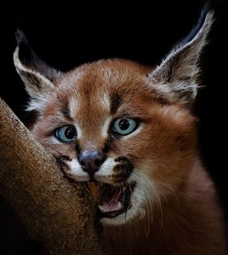 Portrait of lynx kitten&nbsp;