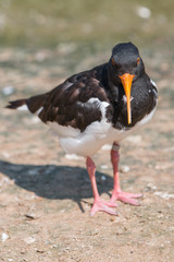 American Oystercatcher (Braunmantel-Austernfischer, Haematopus palliatus)