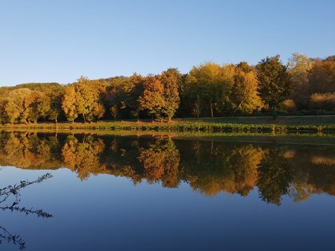 Calm water near trees