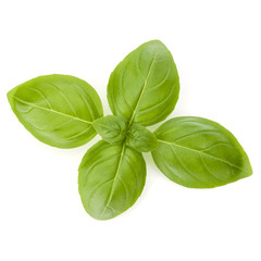 Sweet basil herb leaves isolated on white background closeup