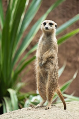 Meerkat's behavior