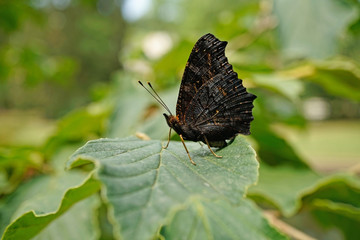 Schmetterlinge Deutschlands - Tagpfauenauge