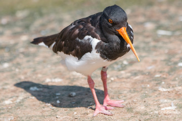 American Oystercatcher (Braunmantel-Austernfischer, Haematopus palliatus)