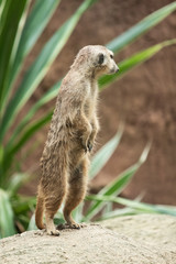 Meerkat's behavior