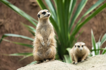 Meerkat's behavior