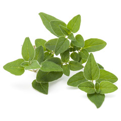 Oregano or marjoram leaves isolated on white background cutout