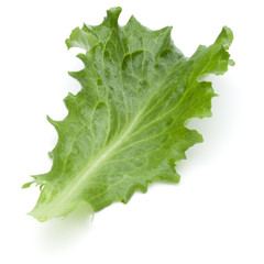 Close up studio shot of fresh green endive salad leaf isolated on white background.