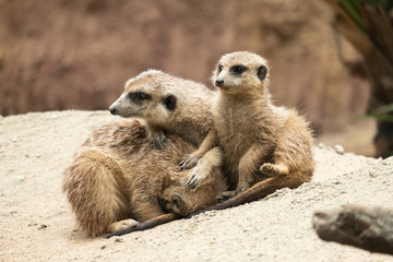 Meerkat's behavior