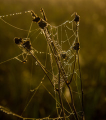 Spider web with dew drops on a foggy morning