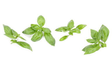Obraz premium sweet basil herb leaves isolated on white background. Genovese basil leaf.