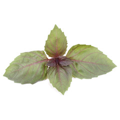 Red basil herb leaves isolated on white background. Dark opal basil leaf.