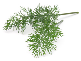 Close up shot of branch of fresh green dill herb leaves isolated on white background