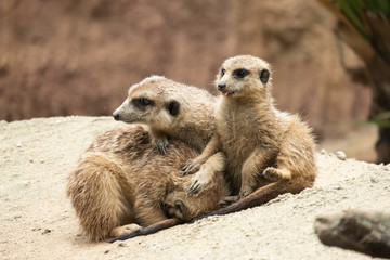 Fototapeta premium Meerkat's behavior