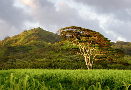 large Koa Tree stands alone in the buffalo grass near Koloa Kauai. this picture was taken in the late evening while the low angle of the sun glinted off the trunk and underside of the leaves