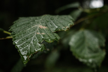 Rainy Night