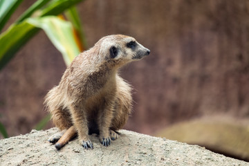 Meerkat's behavior