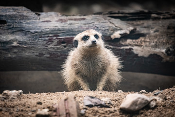 Fototapeta premium Meerkat's behavior