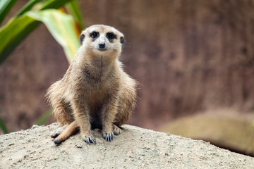 Fototapeta premium Meerkat's behavior