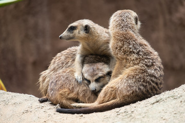 Meerkat's behavior