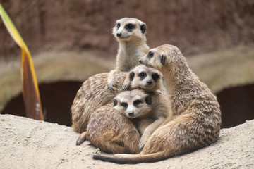 Meerkat's behavior