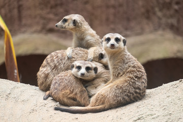 Meerkat's behavior