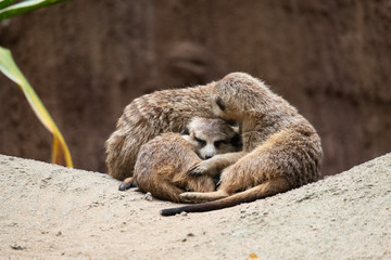 Fototapeta premium Meerkat's behavior