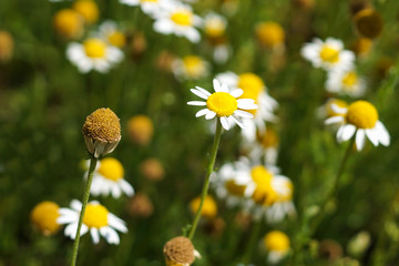 Fresh chamomile flowers on a meadow