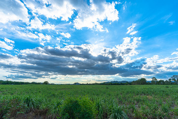Fototapeta premium sunlight through the cloud above green field in Supphanburi
