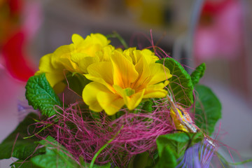 Yellow beautiful primula flower with long leaves growing in a pot in an apartment against the backdrop of greenery and sky, nature, plant, tied with purple thread indoor scene