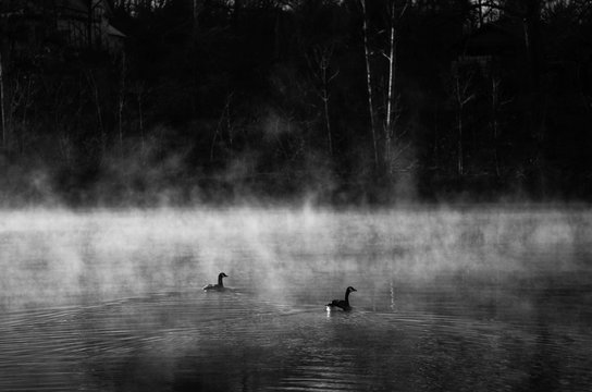 Ducks in lake