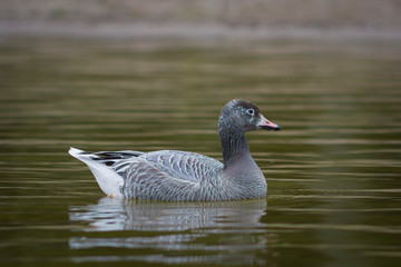 Obraz premium Goose bird swims on the waves in the background of bokeh