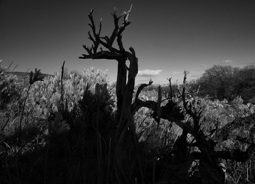 grayscale photography of leafless tree over the plants