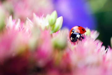 Ladybug sitting on a bouquet of pink flowers, macro photo