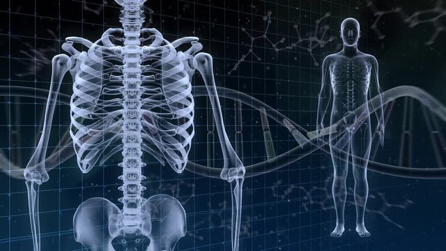 Human Body Skeleton Medical DNA Science Technology image background