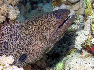 Giant Moray Eel (Gymnothorax javanicus)