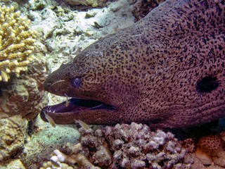 Giant Moray Eel (Gymnothorax javanicus)
