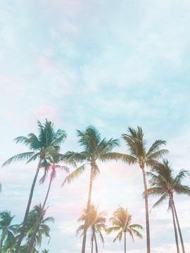 green coconut trees under blue and white skies