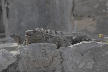 iguana on a rock