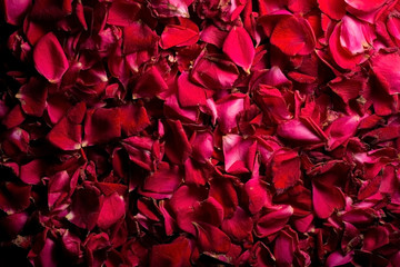 background of red rose petals. View from above. Blank, pattern background of red rose petals. View from above. Harvesting pattern for Valentine's day