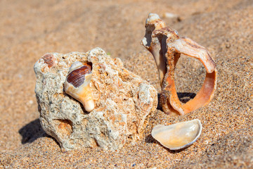 Still life of shells. On the beach, Northern Black Sea coast, Bulgaria.