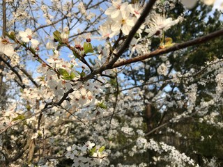 beautiful blooming apple tree