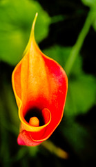 Zantedeschia aethiopica also known as calla lily and arum lily is a species in the family Araceae 
