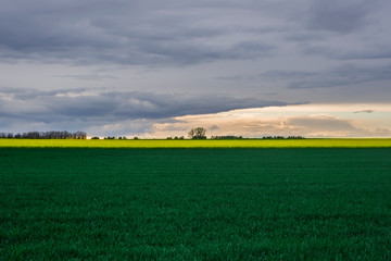 Green fields Yellow-green stripes with rapeseed wide landscape nature agriculture crops heavy dark clouds and translucent sunset in the distance trees