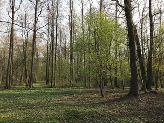 Fototapeta premium beautiful trees in the forest and in the park