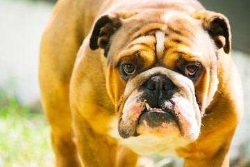 Bulldog Face