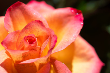 Fototapeta na wymiar Beautiful pink and yellow rose with glitter.