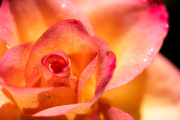 Beautiful pink and yellow rose with glitter.